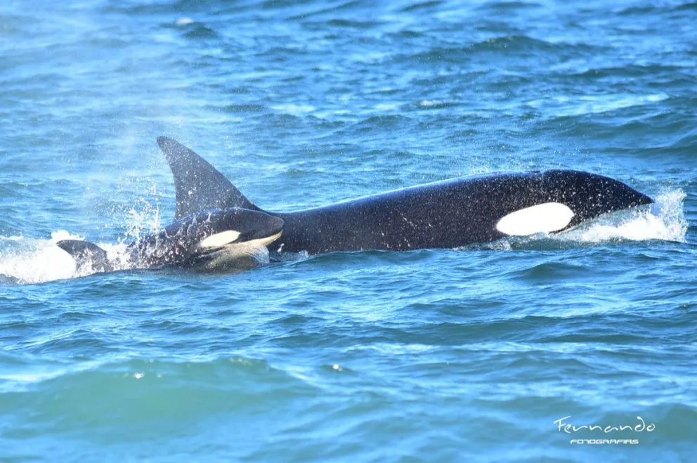 Avistan por primera vez una cría de orcas frente a las costas rionegrinas