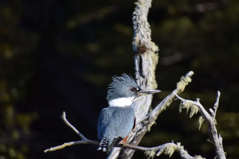 Censaron 614 aves acuáticas en 13 puntos del Parque Nacional 