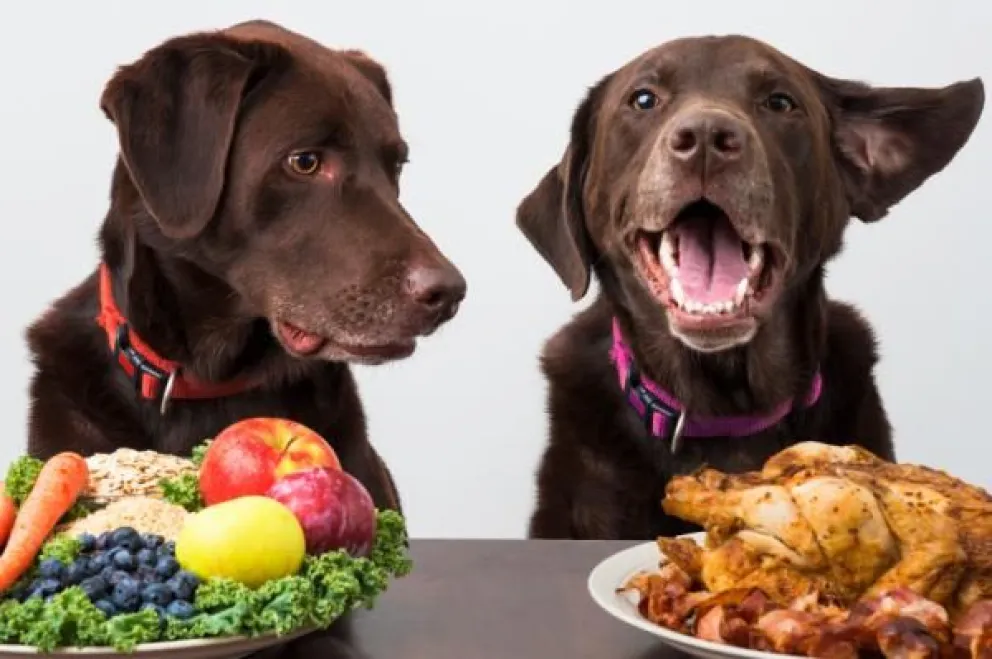 Nutrición canina: estos son los 10 alimentos prohibidos para los perros
