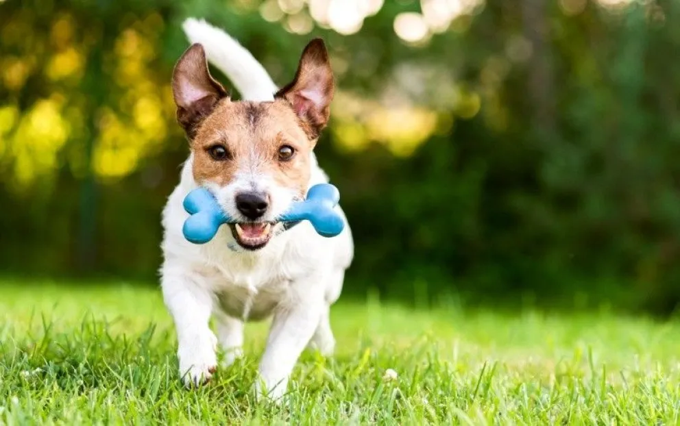 Juguetes para entretener a los perros: ¿cuál es el adecuado para tu mascota?