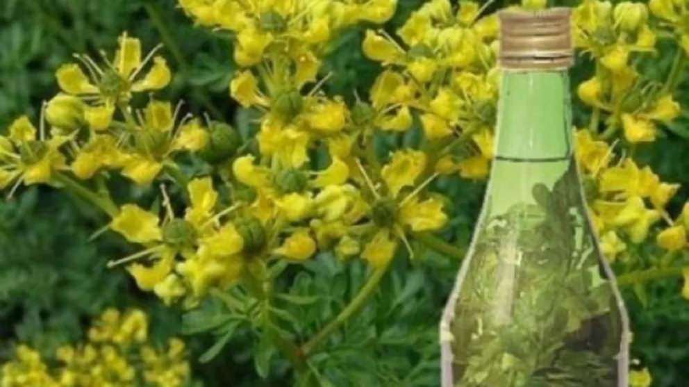 Se acerca agosto: ¿de qué se trata la tradición de beber caña con ruda?