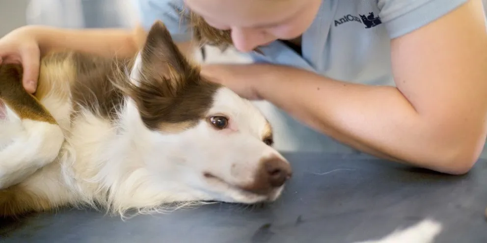 Cómo detectar trastornos en la piel de nuestras mascotas