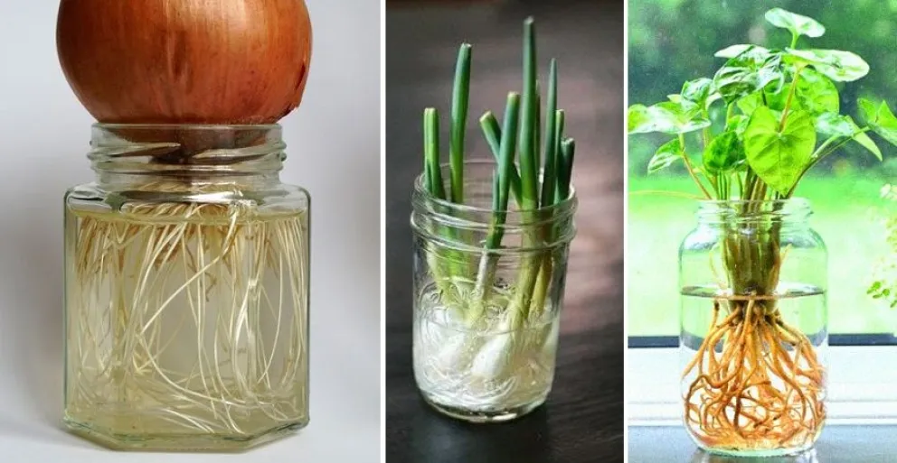 Cultivar sin tierra: cuatro experiencias para compartir en familia