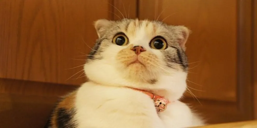 Entró a Facebook y descubrió la traición: su familia estaba dando en adopción a su gato