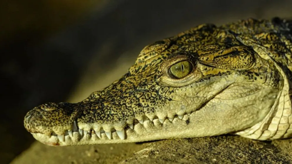 Una familia compró pescado por internet pero recibió un cocodrilo vivo