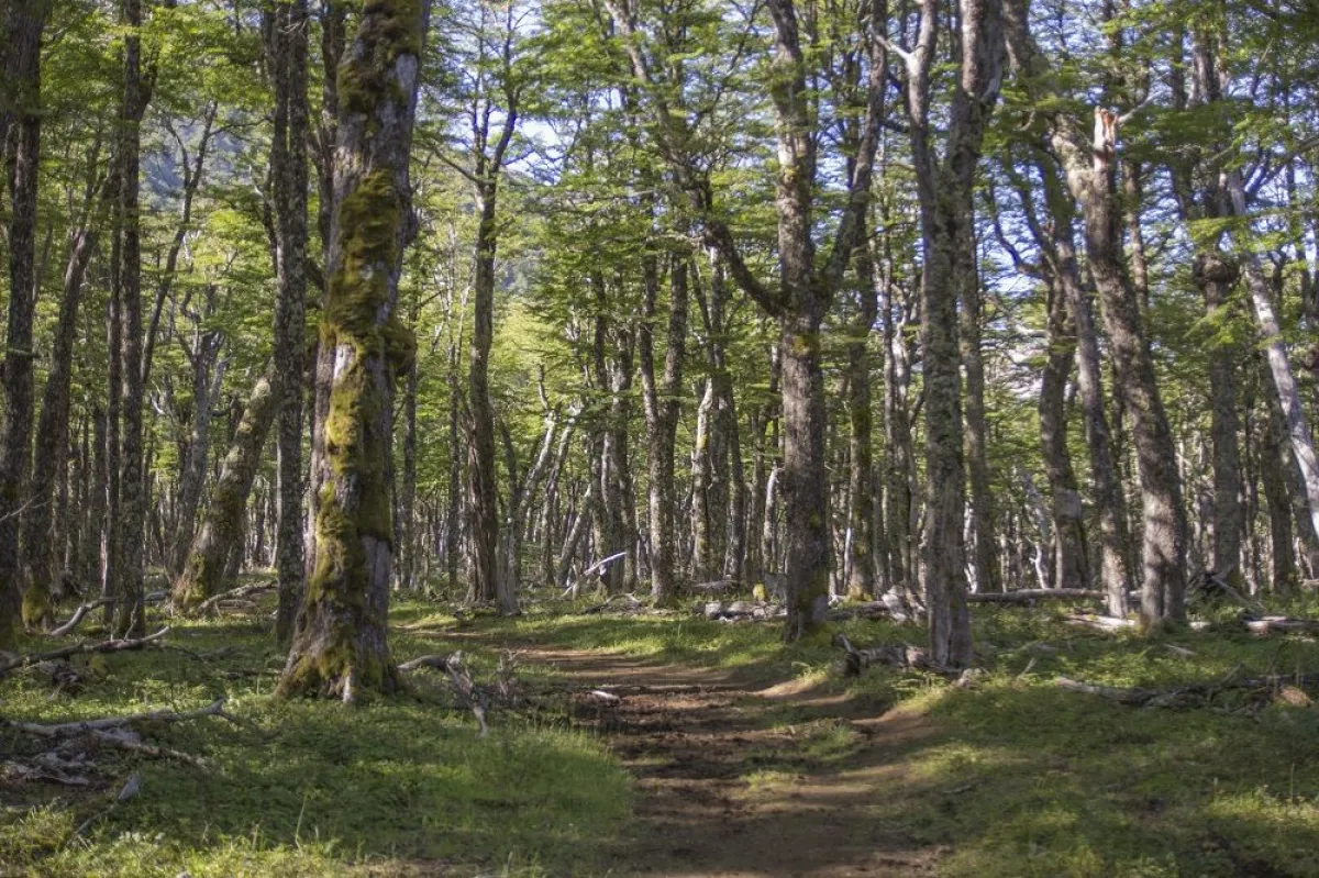 Las claves para recolectar hongos en Bariloche sin dañar el ecosistema