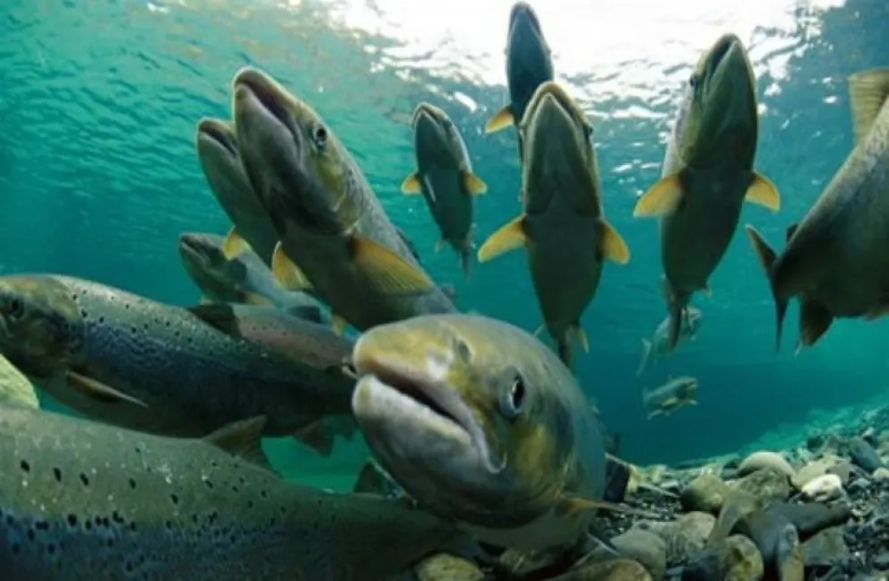 Altas temperaturas y menor caudal de agua afectan a los salmónidos 