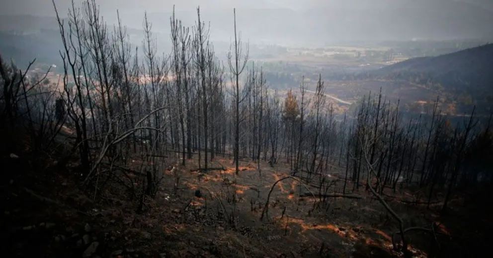 Con la gran sequía y las altas temperaturas los bosques están estresados 