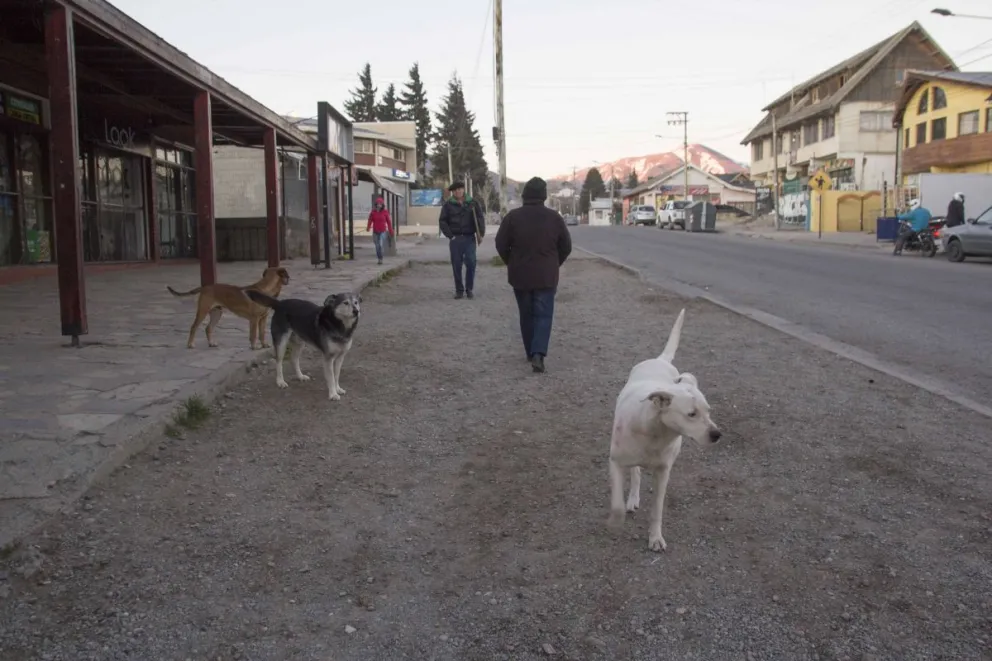 Los perros en Bariloche y la peligrosidad de los parásitos que pueden trasmitir a las personas