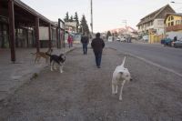 Preocupa la gran cantidad de perros en las calles de Bariloche y los incidentes que eso puede generar