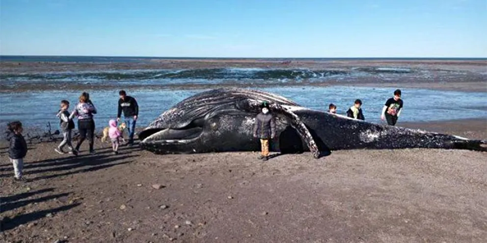 Chubut: se meten dentro de una ballena jorobada muerta para sacarse una foto