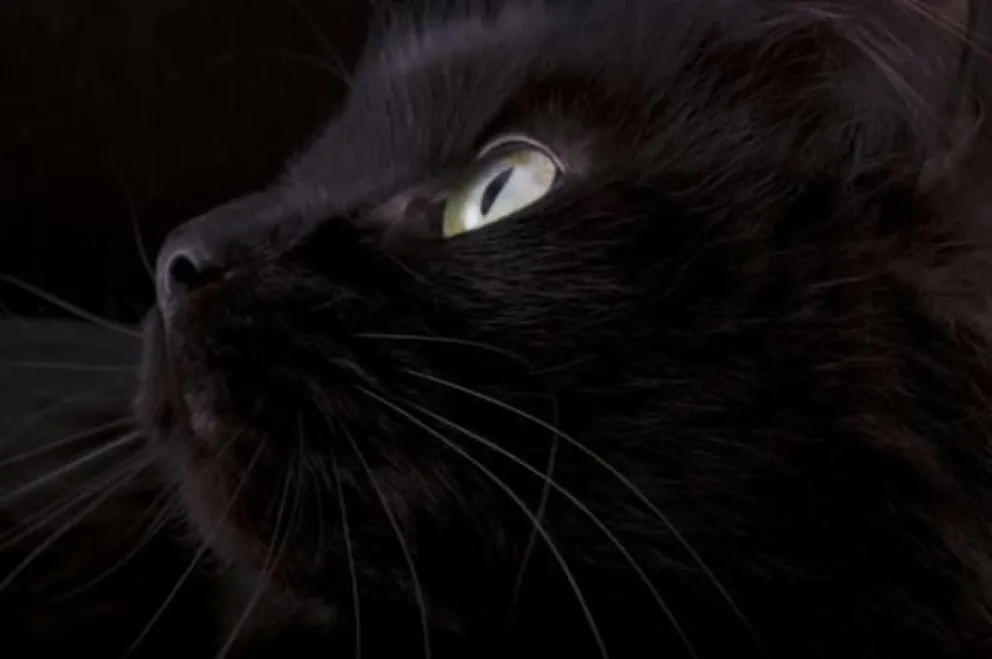 Viernes 13: la explicación neurocientífica de la superstición