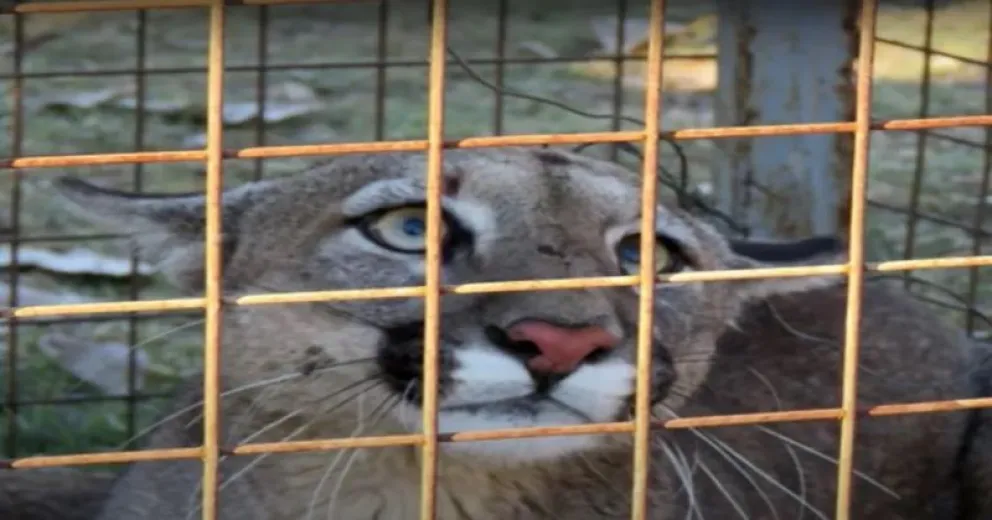 Mirá cómo liberaron a un puma que fue capturado por un productor rural, para devolverlo a su hábitat