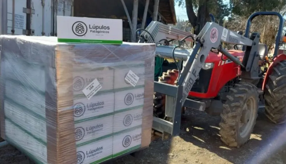 Por primera vez Río Negro exporta lúpulo a Estados Unidos