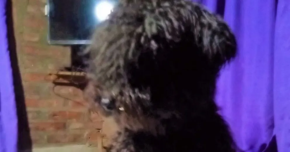 Denunciaron penalmente a un bombero por matar a un perrito de un palazo