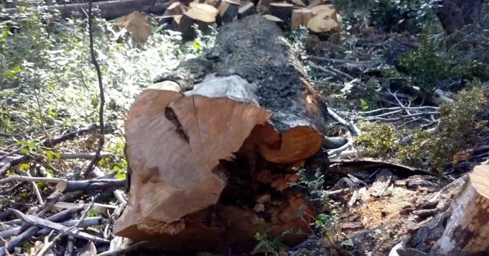 Los sorprendieron en Circuito Chico con una camionada y media de leña de tala ilegal