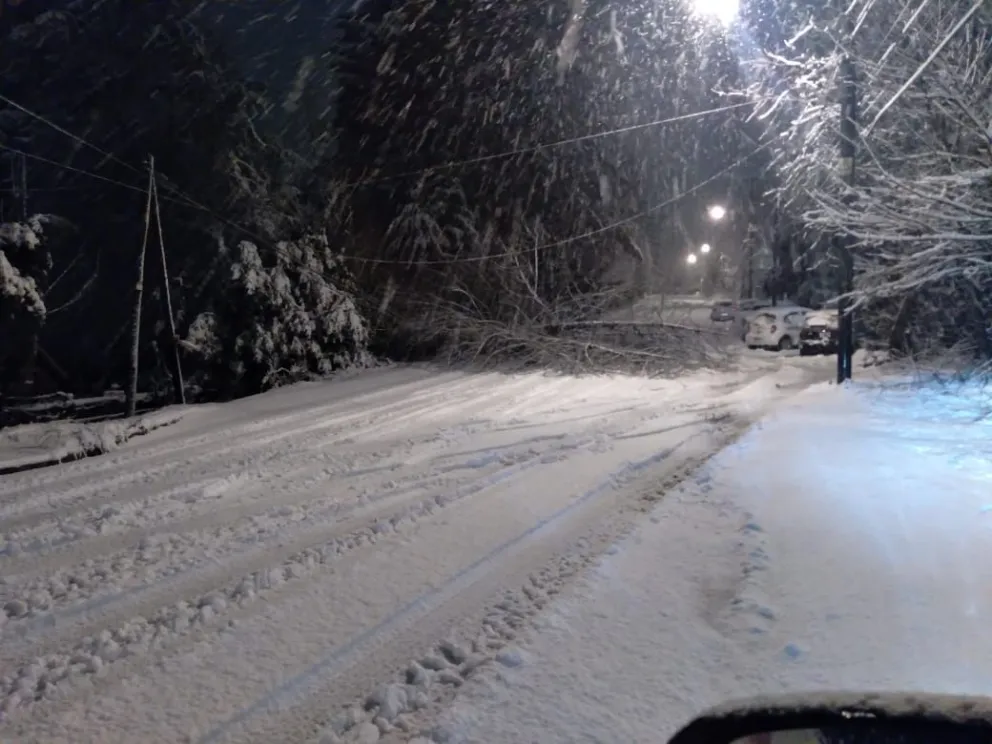La caída de un árbol provocó un corte de luz en el km 1 de Avenida Pioneros