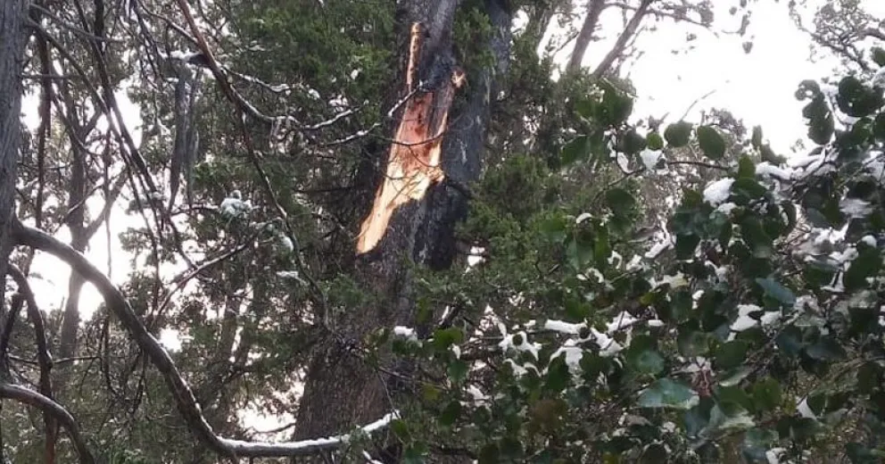Una rama provocó la caída de cables y cierran el acceso al sendero de Cascadas de los Duendes