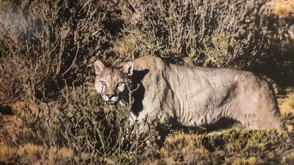 Video: Paseaban por un sendero de montaña y se encontraron con un puma
