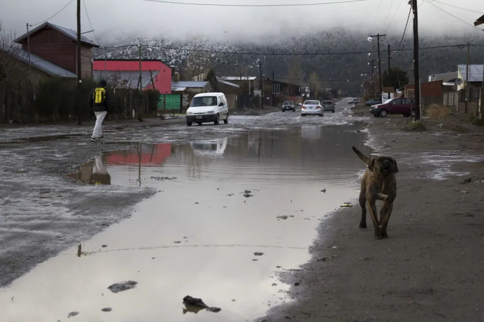Aseguran que en los barrios hay cada vez más perros 