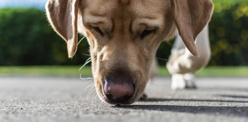 ¡Atentos! Estos son los  5 olores que resultan insoportables para los perros