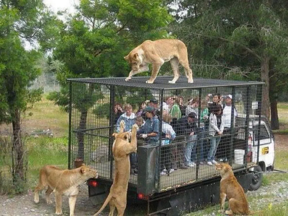 Un zoológico al revés: Encierran a personas en jaulas y los animales circulan libremente 