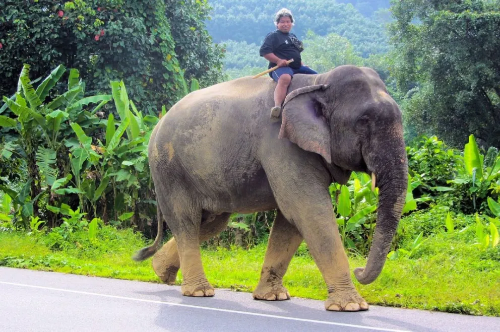 ¡Insólito! Así castigarán en Sri Lanka a conductores ebrios que conduzcan elefantes
