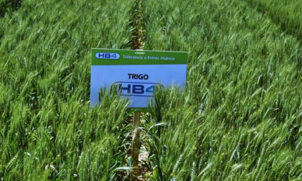 Qué es el trigo transgénico HB4 y por qué despierta preocupación  