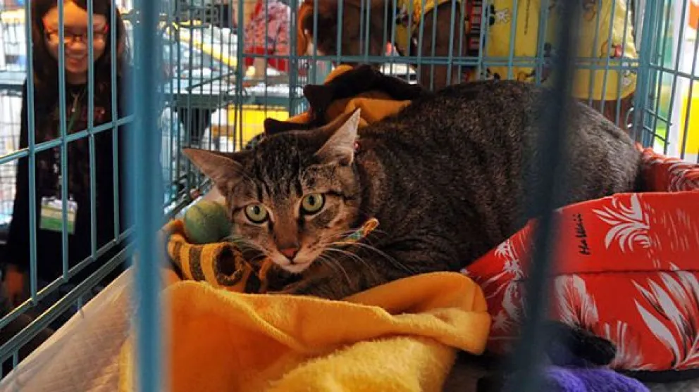En el Día Internacional de Animales Sin Hogar sacrificaron a 154 gatos en Taiwán