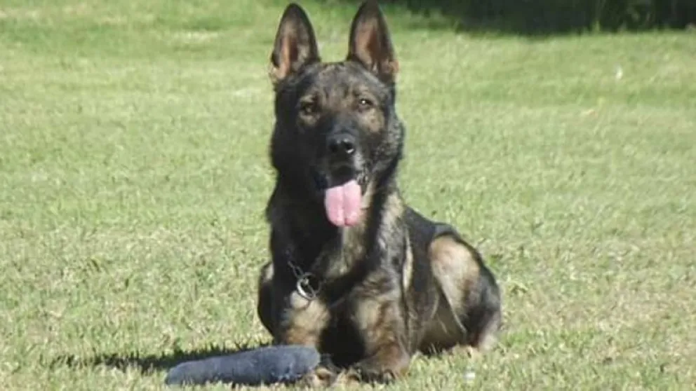 Alcón, recordado perro de búsqueda, fue embrujado antes de morir