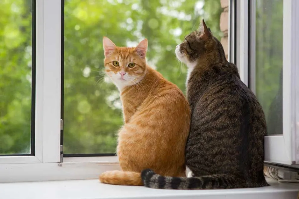 MeowTalk: lanzaron una app que traduce maullidos para que entiendas lo que dicen tus gatos