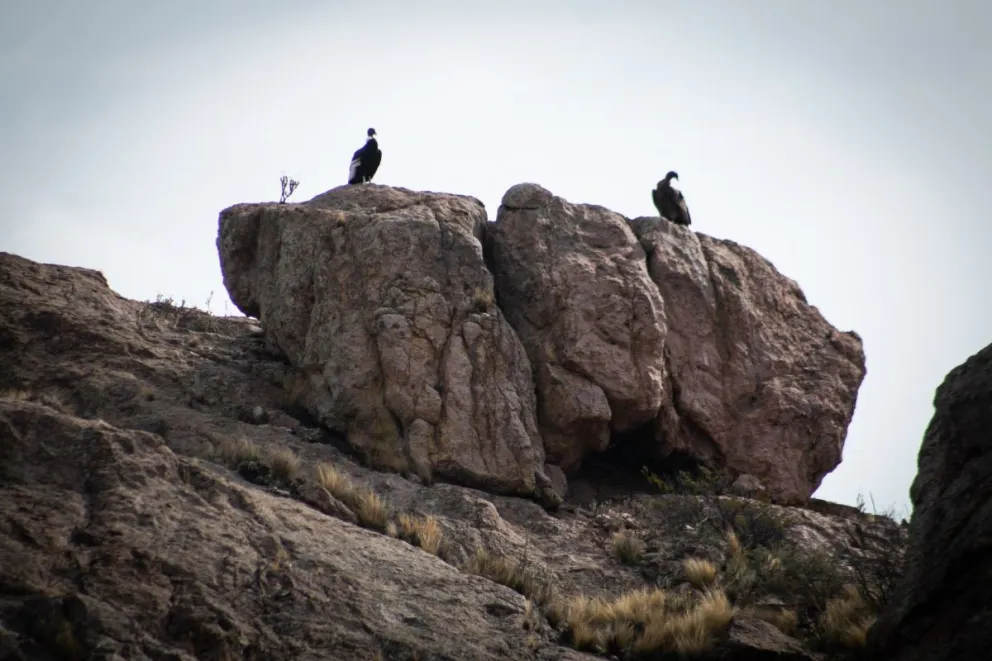 Emocionante encuentro en la zona de la Buitrera (foto de archivo)