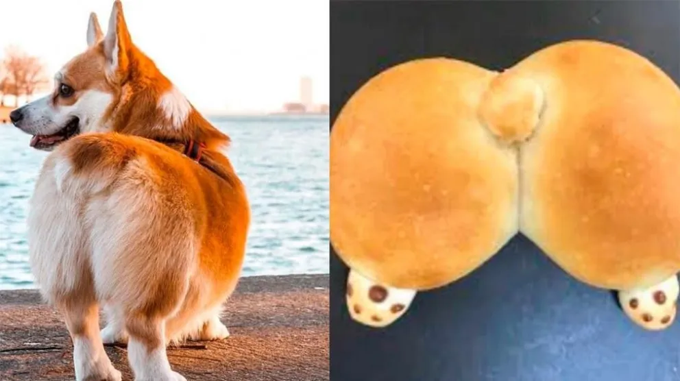 Furor en Japón por los panes en forma de "nalgas de Corgi"