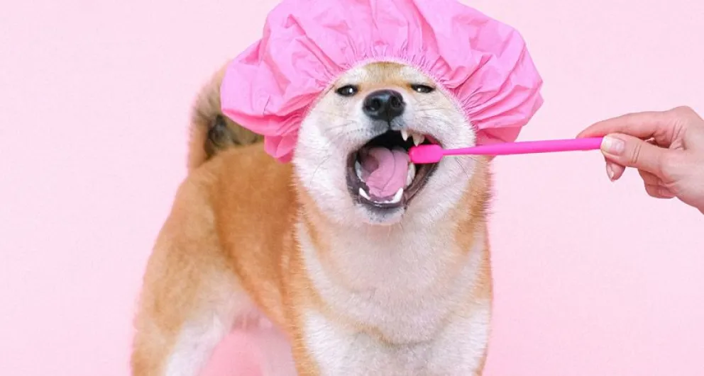 Mascotas: aprendé a limpiar los dientes de tu perro con estos consejos