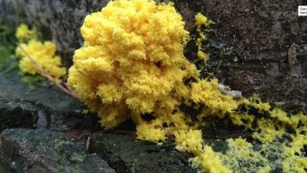 Conocé más sobre el organismo unicelular que vive en los bosques de Bariloche  