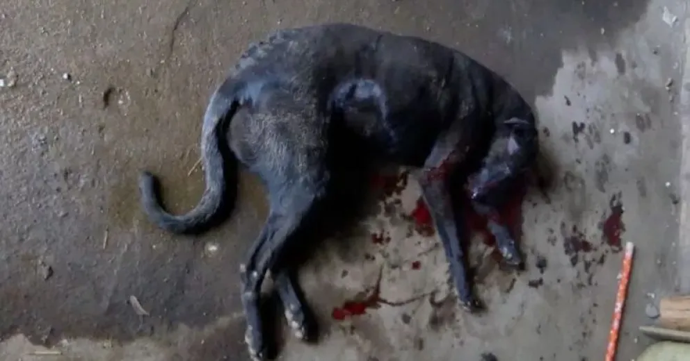 Presentarán denuncia penal para que se investigue el cruel asesinato de la perrita “Nena” 