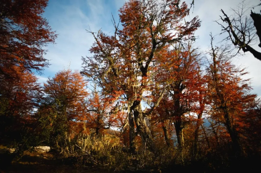 El Valle Nuevo, de bosque nativo a tierra urbana