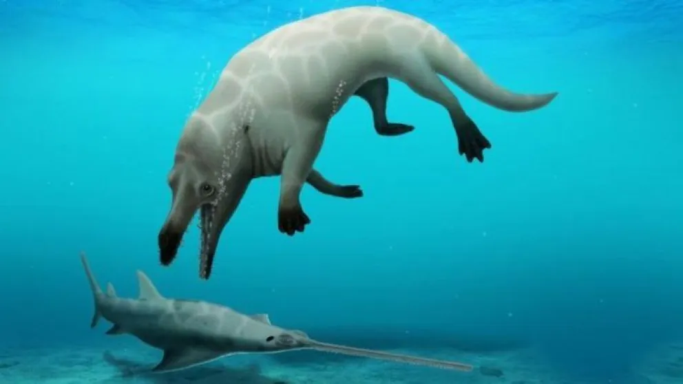 Descubrieron los fósiles de una ballena de cuatro patas 
