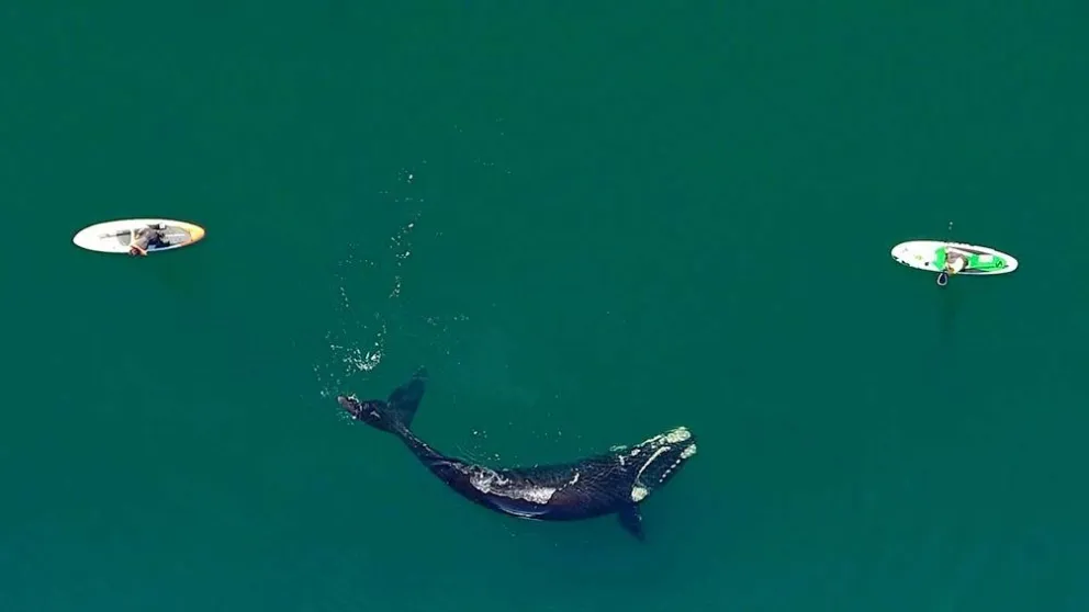 Video: no te pierdas la belleza de las ballenas en Chubut