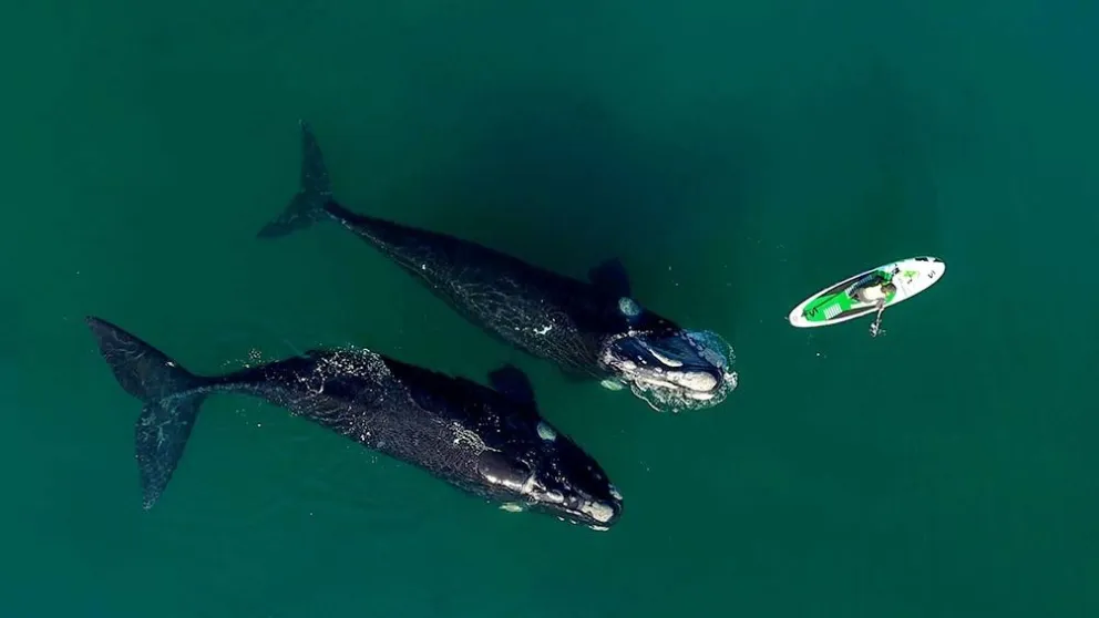 Las espectaculares imágenes de las ballenas en Puerto Madryn que recorren el mundo 