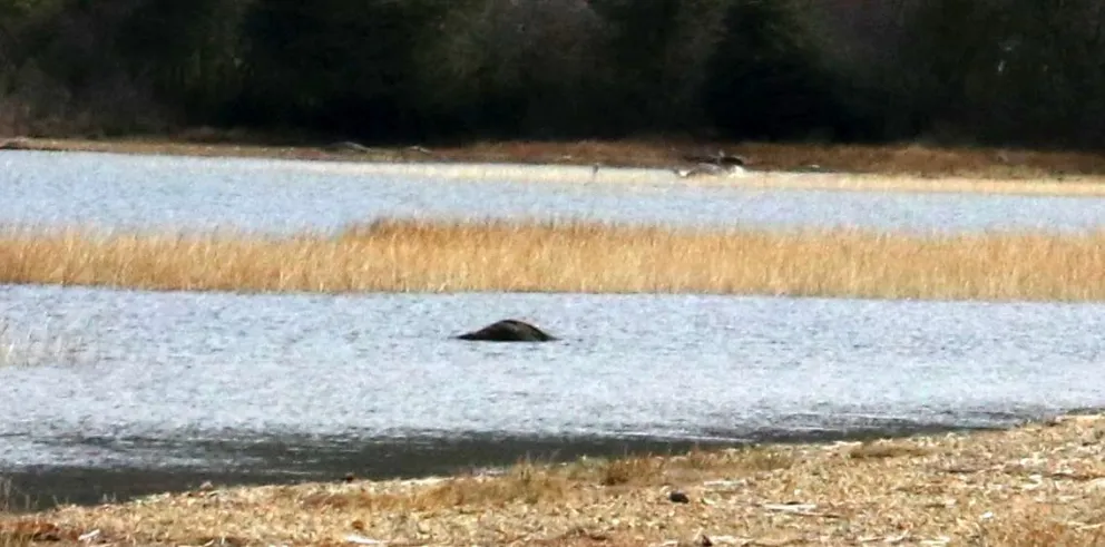 Y “Mascardito” resultó ser…