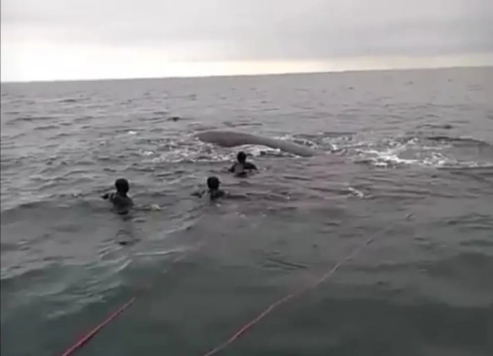 Repudiable: Buzos quisieron montar a una ballena franca austral