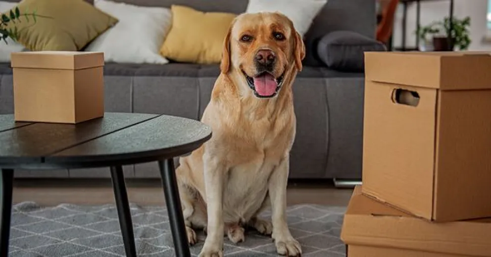 Los mejores consejos para que tu perro no destruya la casa mientras no estás 