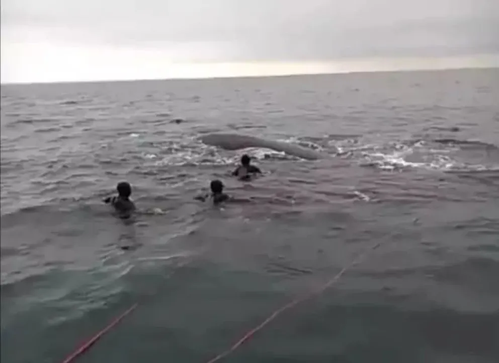 “Las personas no deben ir a buscar encuentros con las ballenas” 