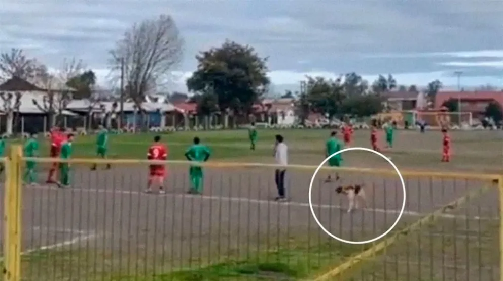 Golazo canino: un perro se metió a la cancha y anotó de "lomo"  