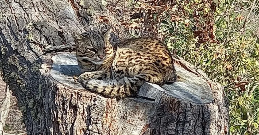 Recorrían el Otto por tala ilegal y encontraron un gato montés