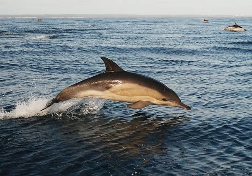 E-Whale: la plataforma colaborativa para aportar datos de la fauna marina de Río Negro