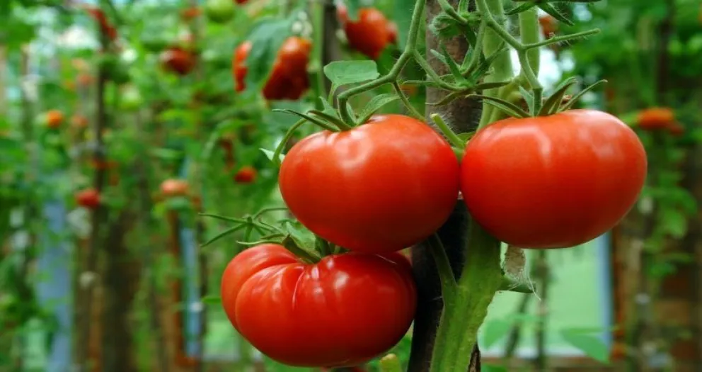 Conocé los beneficios del tomate para proteger tu salud 