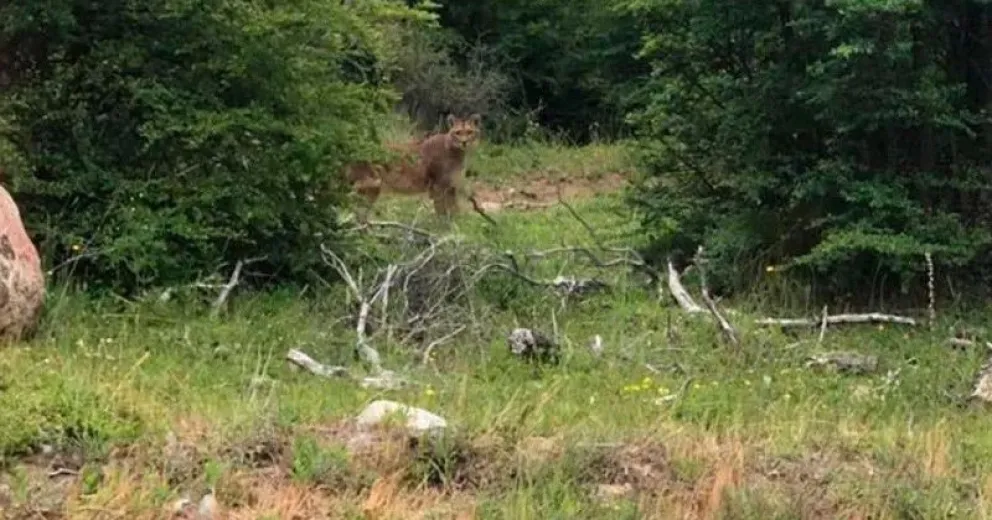 ¿Qué hacer ante el encuentro con un puma?