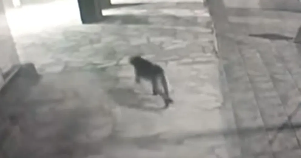 “No sería la primera vez que este puma recorre la zona céntrica”